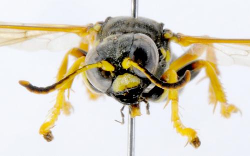 Gorytes quinquecinctus